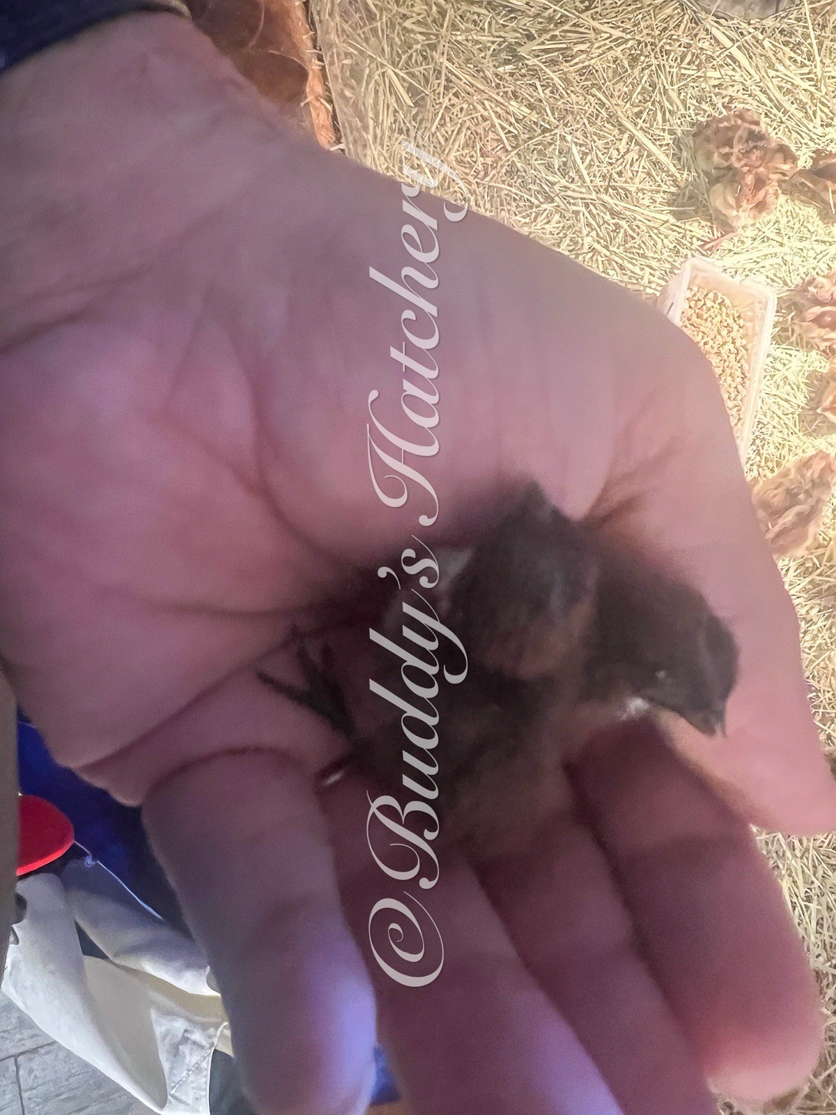 180 Tennessee Red Bob White Quail Hatching Eggs 15doz