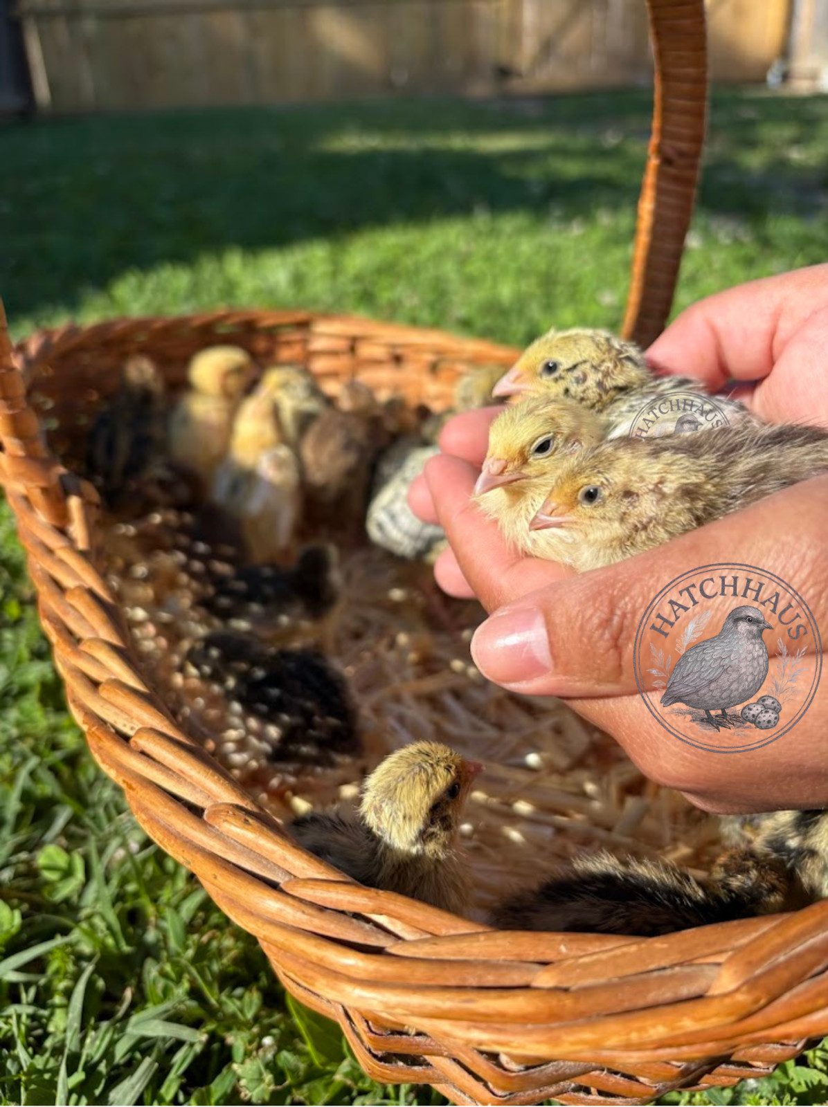 30+ RAINBOW RARE COLORS Coturnix Quail Hatching Eggs FREE SHIPPING