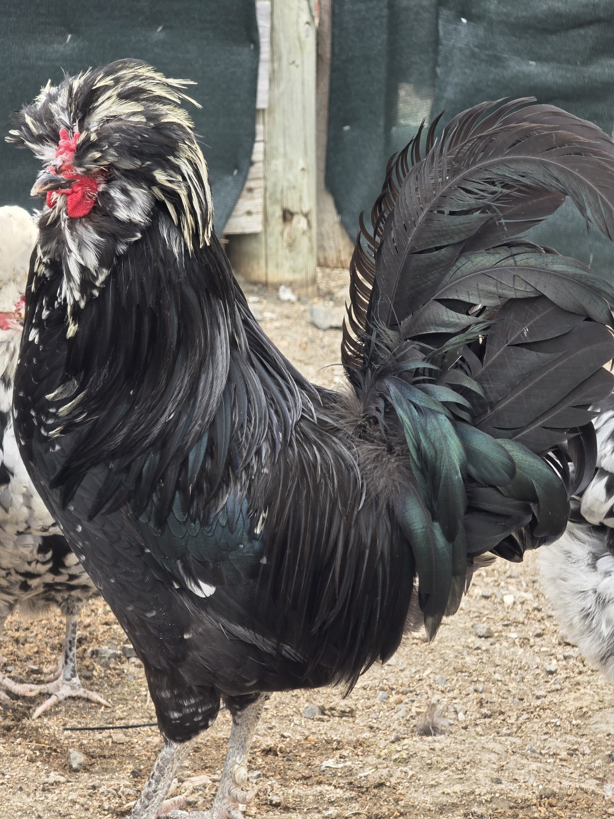 12plus mottled houdan hatching eggs