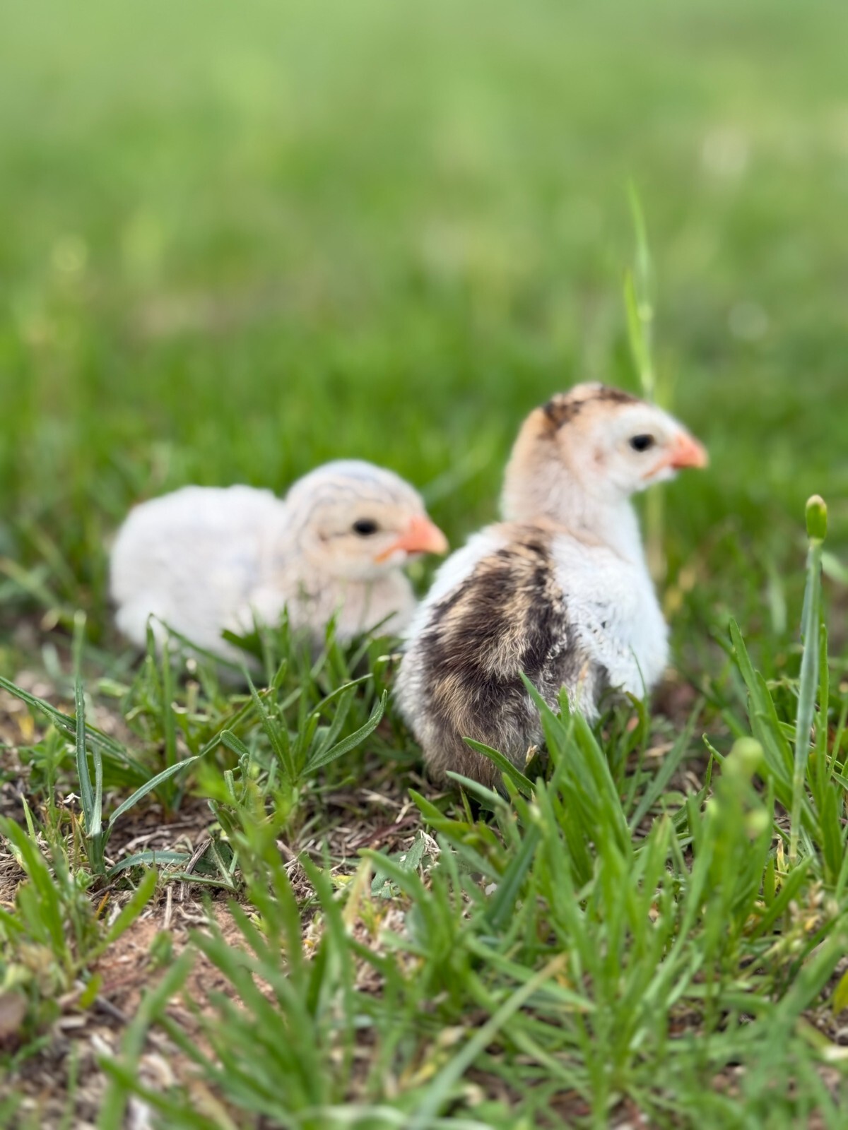 14 FRESH GUINEA FOWL HATCHING EGGS READY