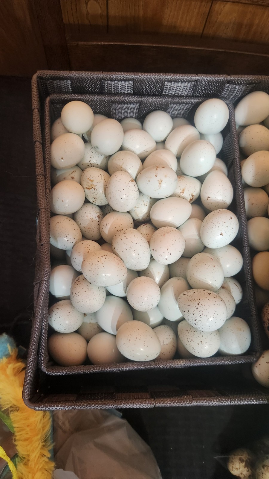 Celedon Courtornix Quail Hatching Eggs 12 Jumbo High Hatch Rate