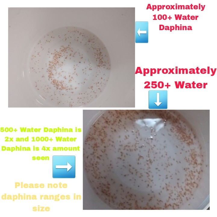 Starter Booster-Water Daphina 100+/2-Triple Filtered Rainwater Starters