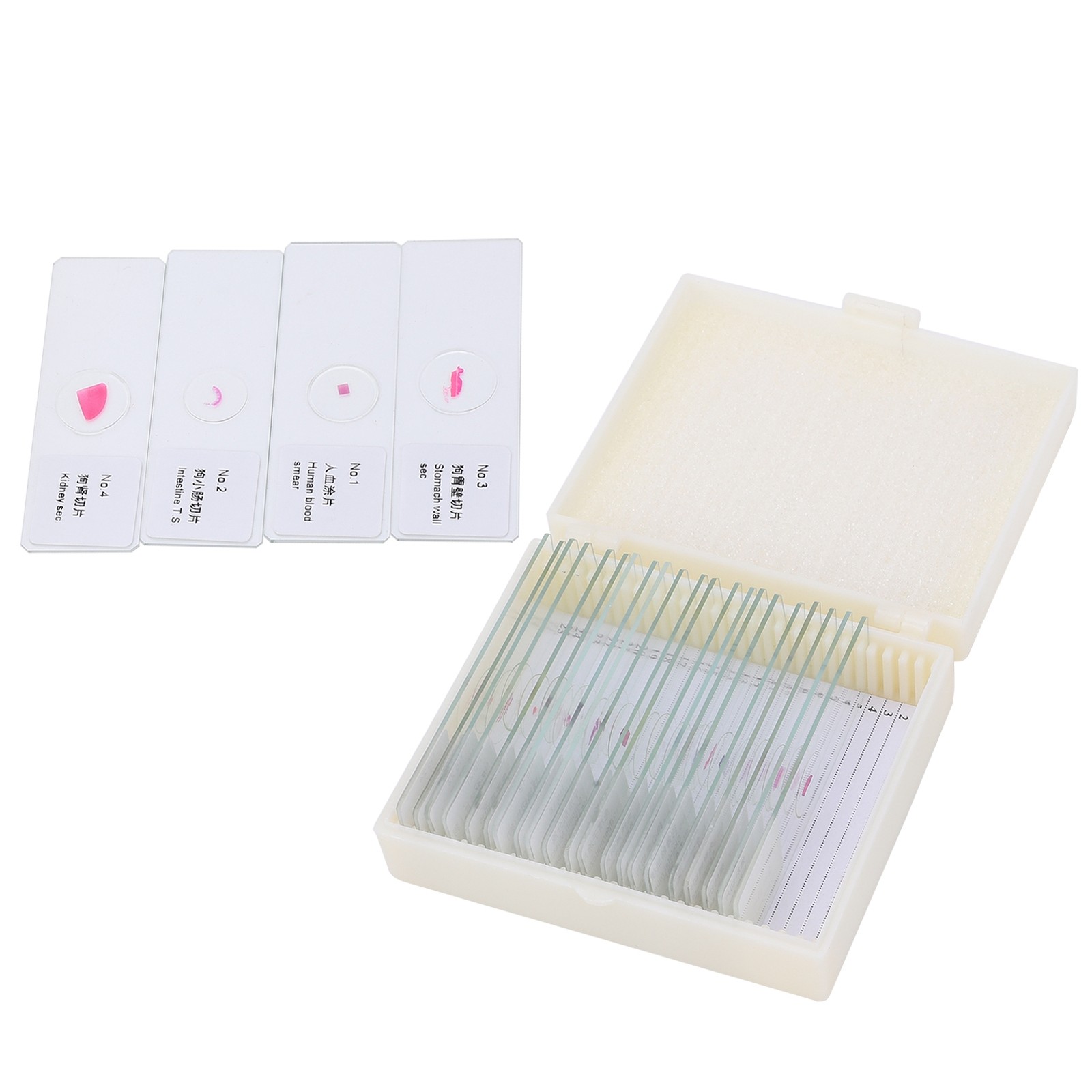 25Pcs Animal Slides Microscope Sample Slides For Science Education Popular