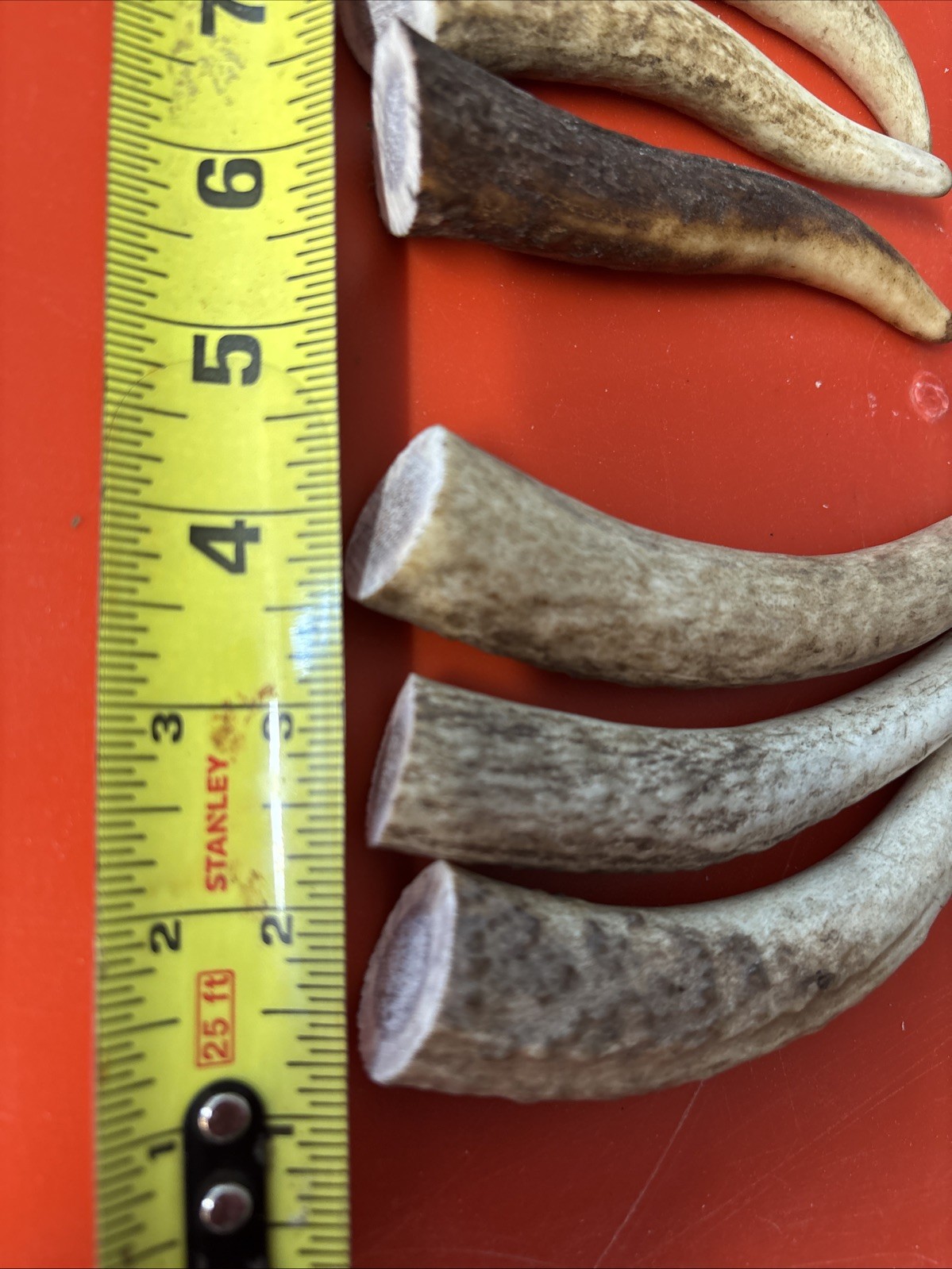 Lot-E128 Elk Antler Tips for Knife Material Handle Material