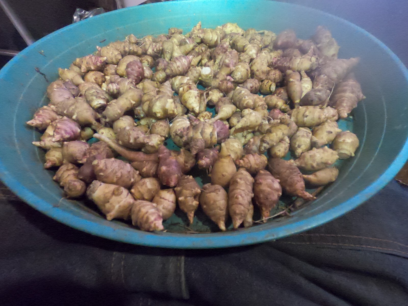 Jerusalem Artichoke Grab Bag of Various Sunchoke Varieties - Small SEED Tubers