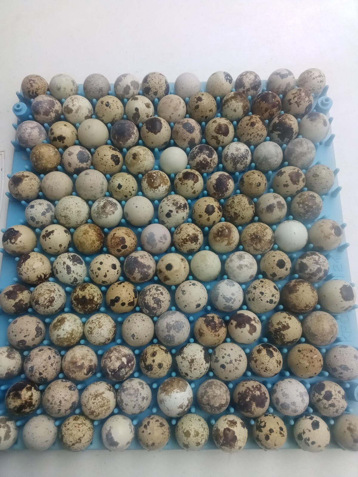 330+  brown  coturnix quail hatching eggs standard size, SHIPPED UPS 2ND AIR