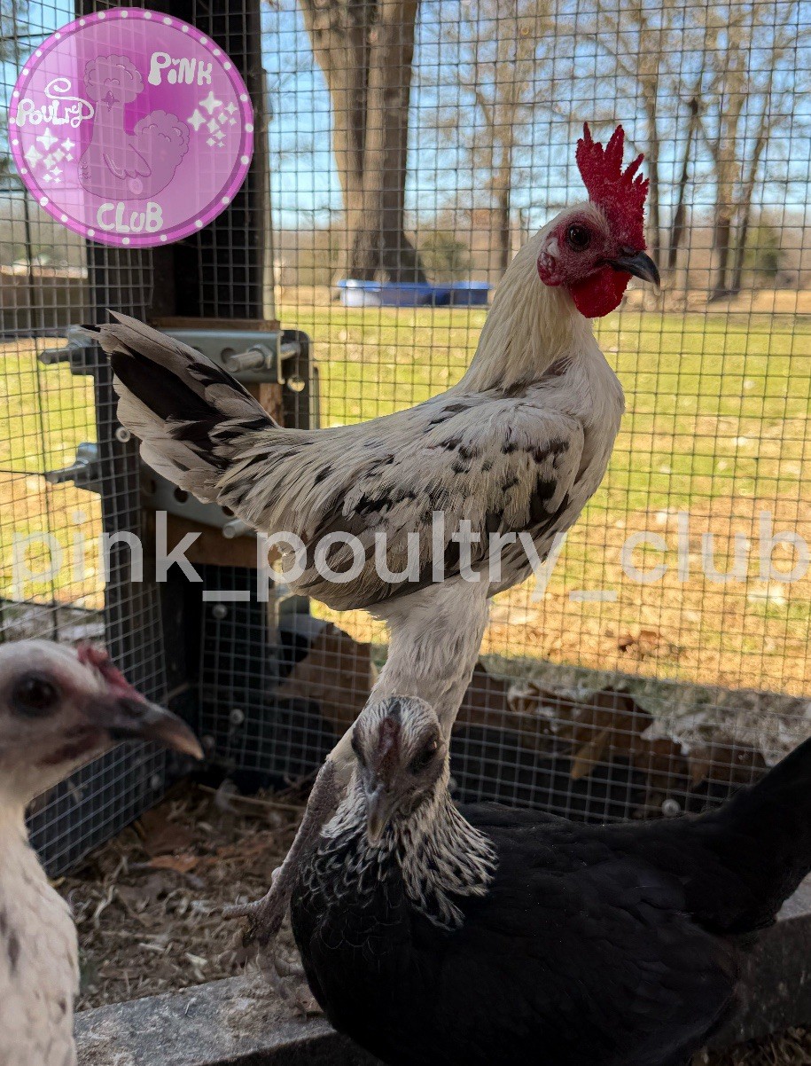 6 RARE high quality Modern hatching Eggs Black Birchen Splash Silver Blue