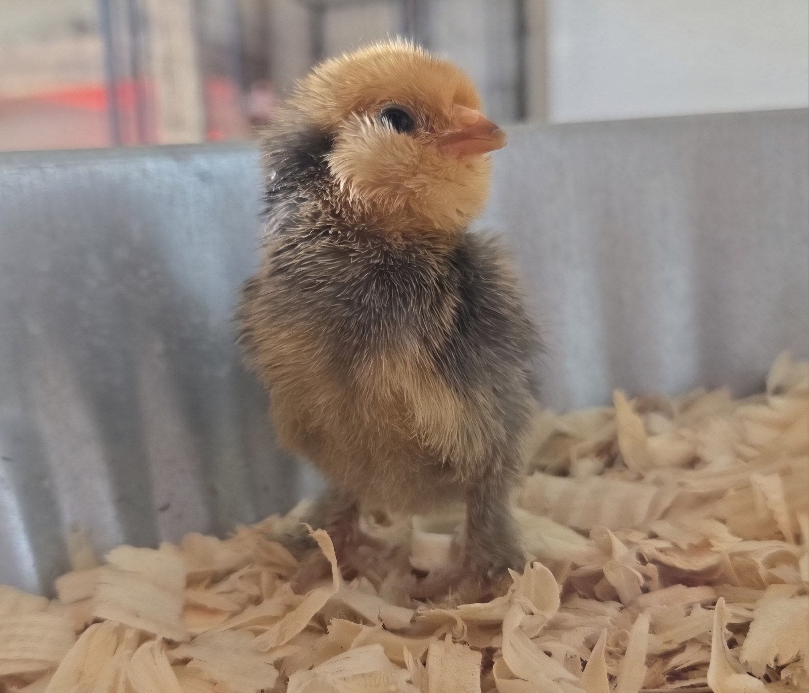 Belgian Bearded Mille Fleúr D'uccle Hatching Eggs (12+) NPIP Certified