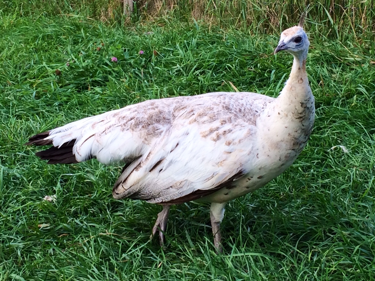 5 "MIXED VARIETY" PEACOCK / PEAFOWL HATCHING EGGS!!!!