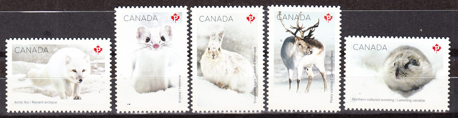 W CANADA 3276-3280 SNOW MAMMALS