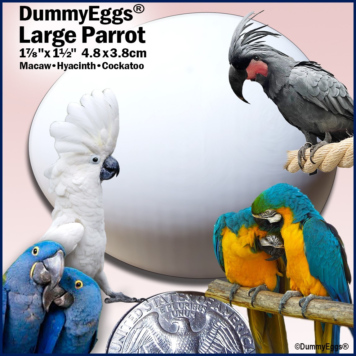 DummyEggs Solid Large Plastic Parrot Eggs Control Laying Macaw Cockatoo Hyacinth
