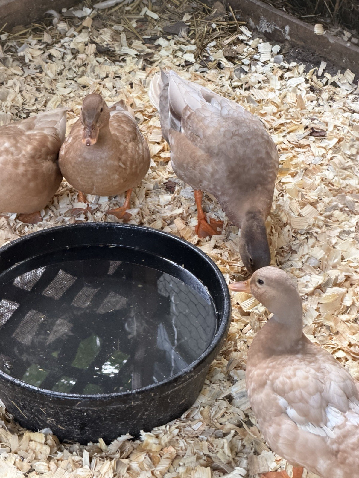 6 BUFF Call Duck Eggs- Shipped Fresh & Quickly With Care