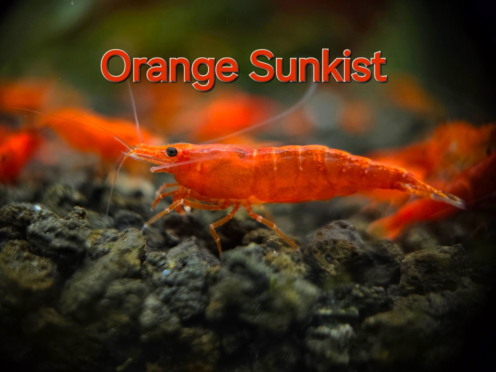 5 + 1 Pack Orange Sunkist HIGH Grade Neocaridina Freshwater Shrimp Live Aquarium