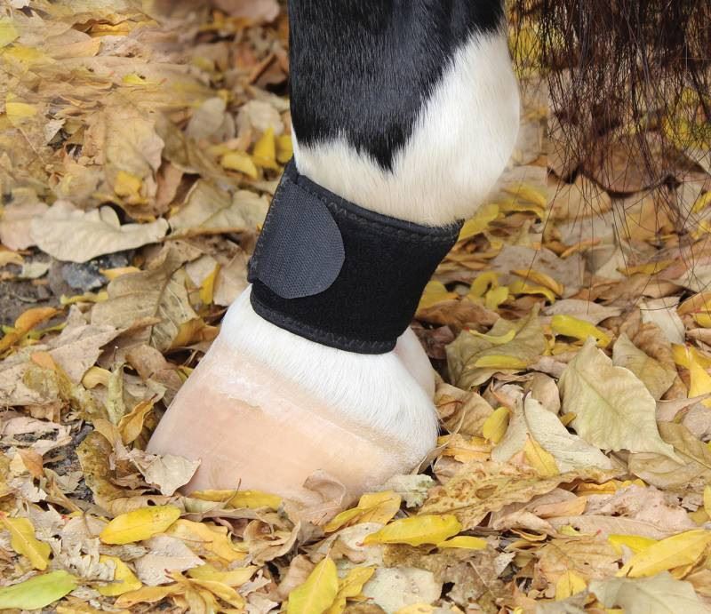 Professional's Choice Ventech Pastern Wrap