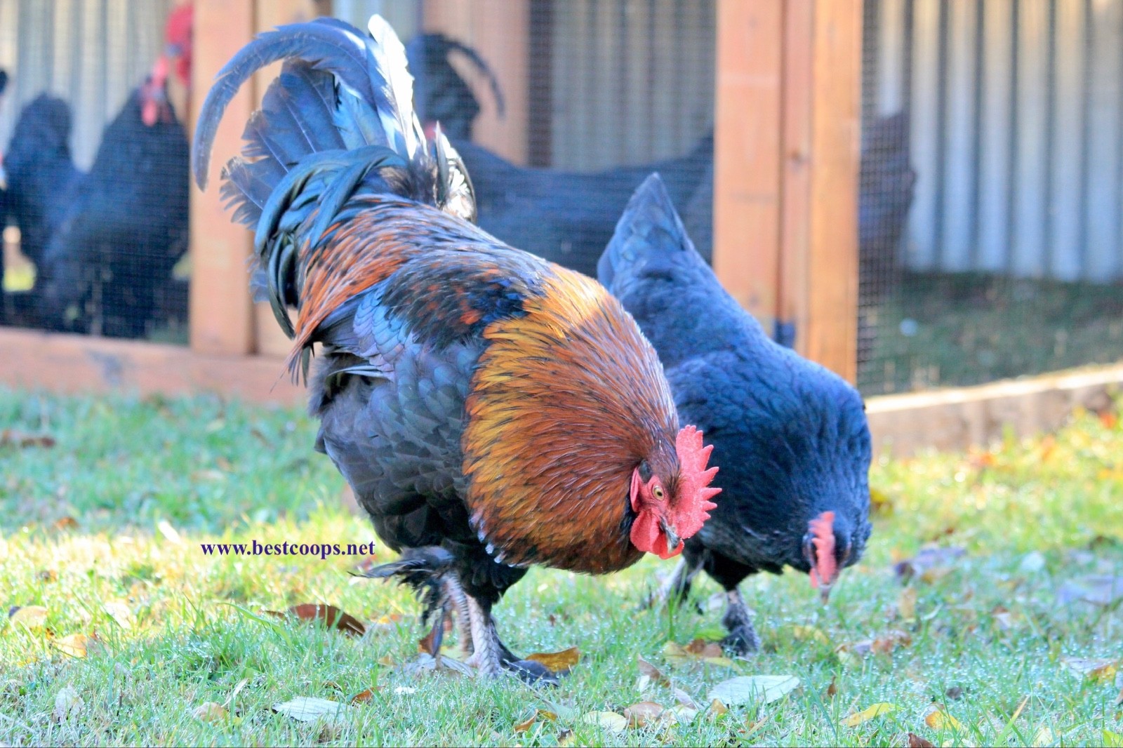 8+ Fertile Black Copper Marans Chicken Hatching Eggs