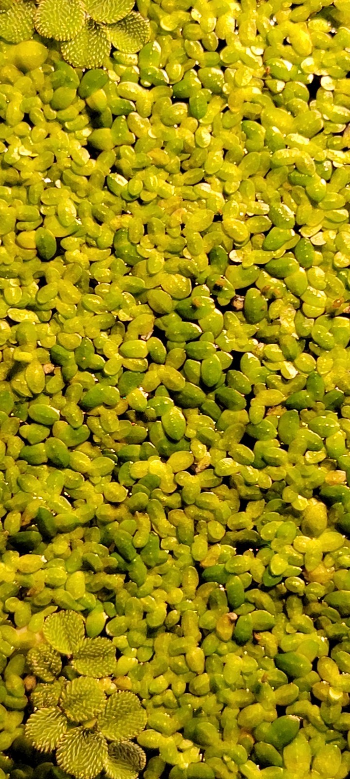 Duckweed mix Floater Plants Nano Aquarium Fish Tank Freshwater Pond Shrimp Cover