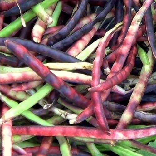 200 Pinkeye Purple Hull Cowpea Seeds for Planting - Cowpeas Southern Heirloom