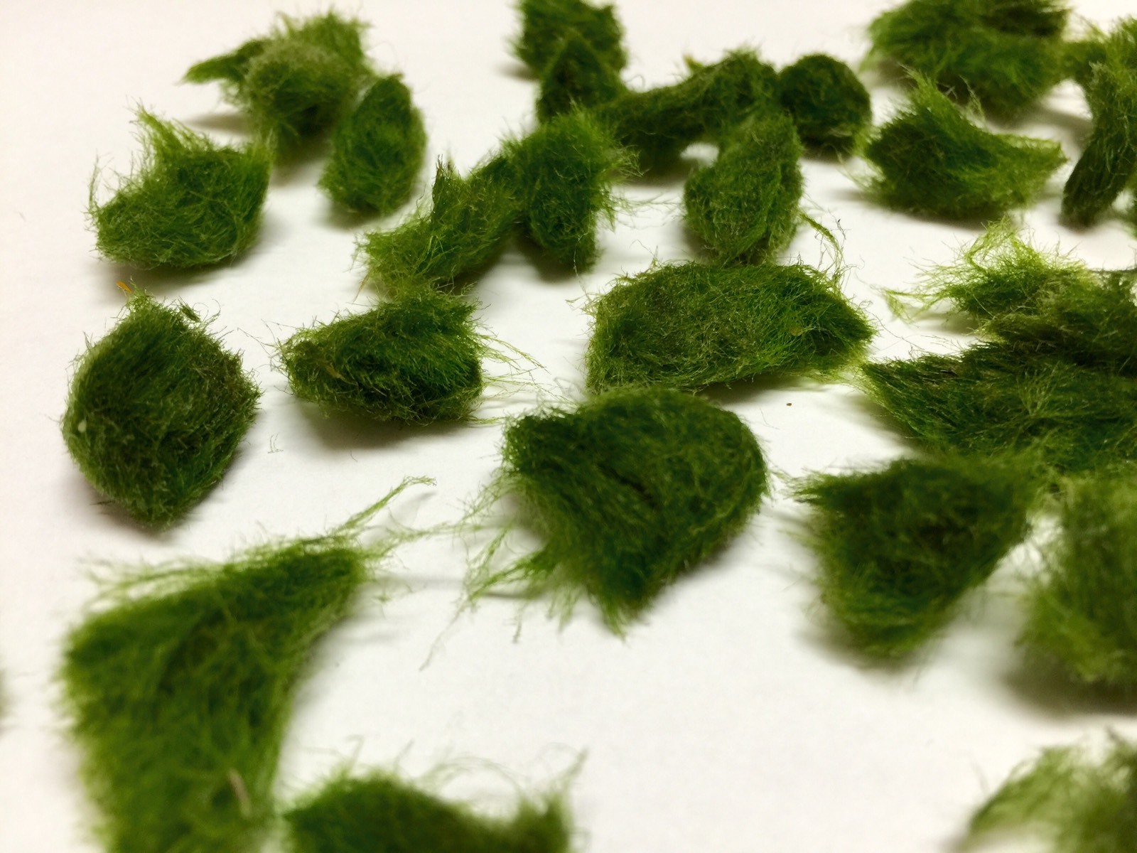 Marimo Moss 1000 Pieces 0.25-0.5 inch  Cladophora Live Plant Aquarium in USA.