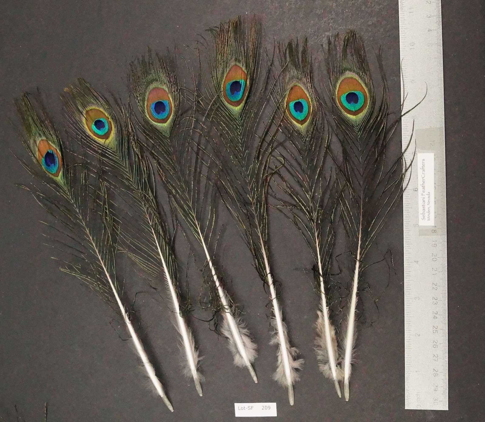 Six 9.5" to 10.5" Whole Peacock Small Eye Sticks Millinery/Feather Arts SF209