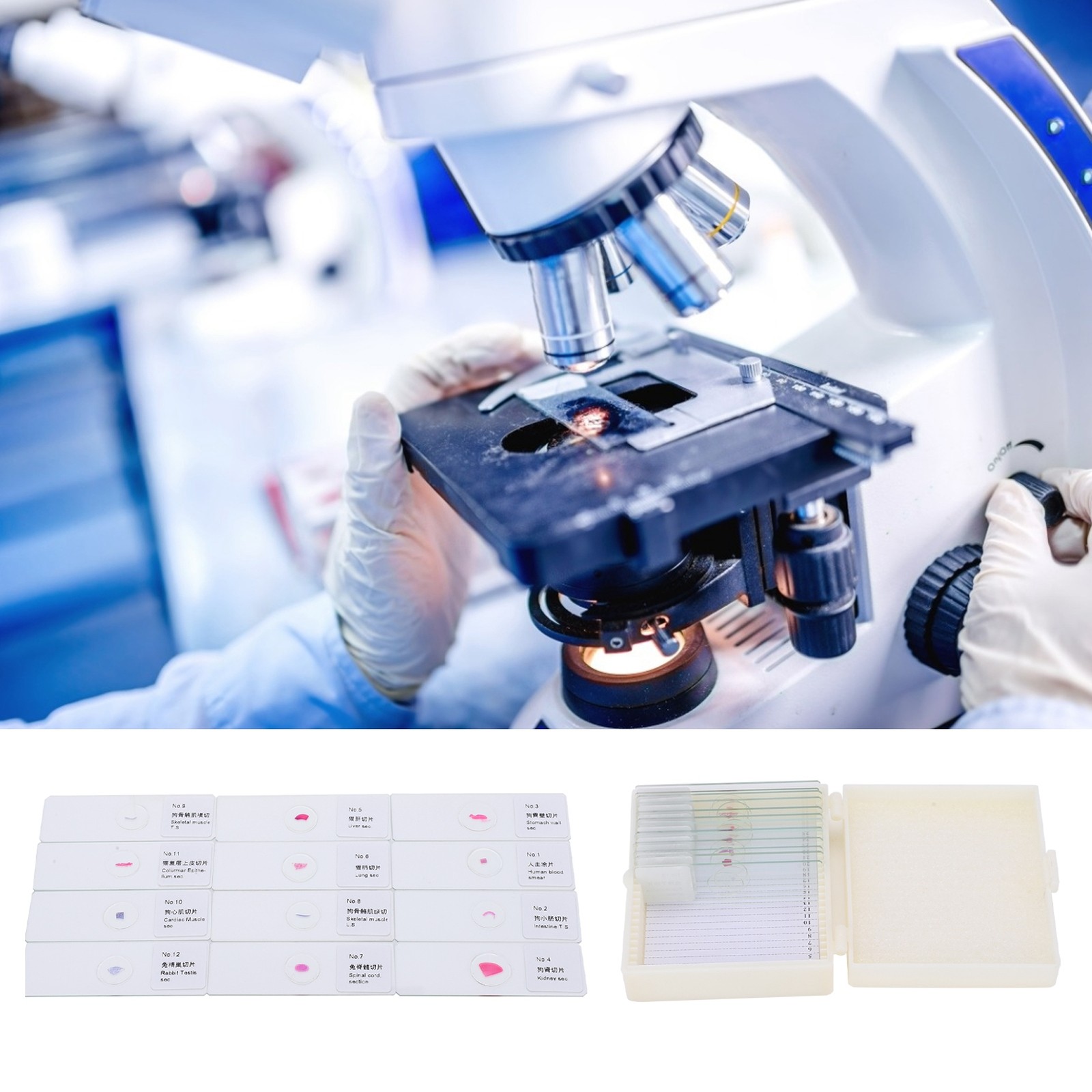 25Pcs Animal Slides Microscope Sample Slides For Science Education Popular