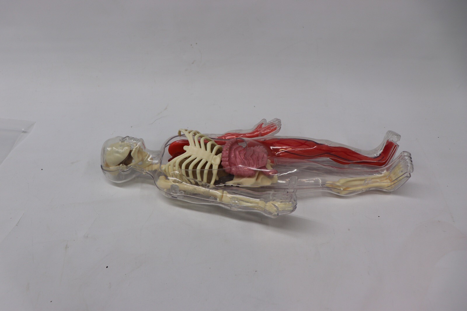 Human Body Educational Clear Plastic Anatomy Body 13" Tall Parts