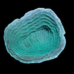 Aquacultured Marshall Island Elephant Skin Coral (Pachyseris sp.) - ORA