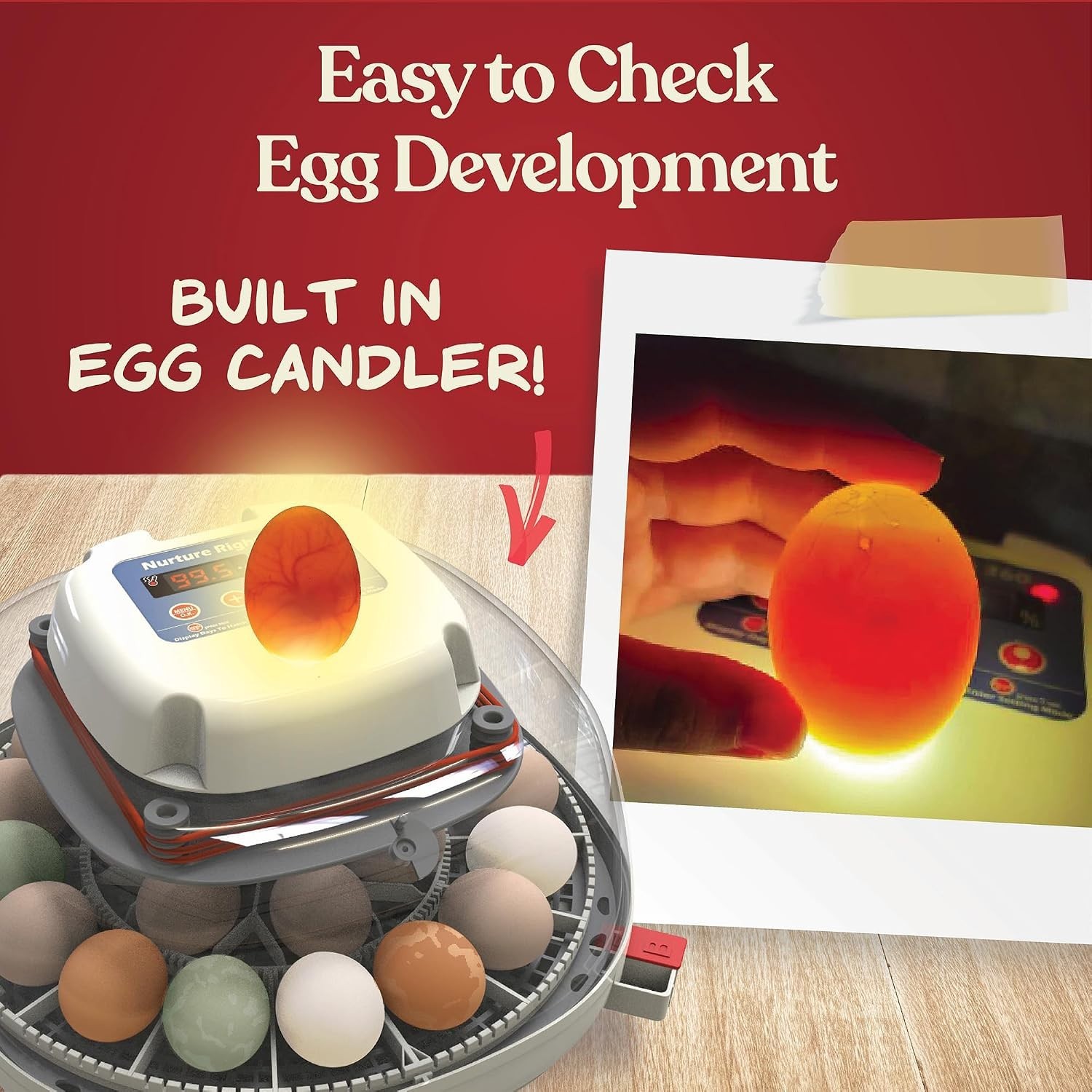 Automatic Egg Turner Incubator for Multiple Poultry Species