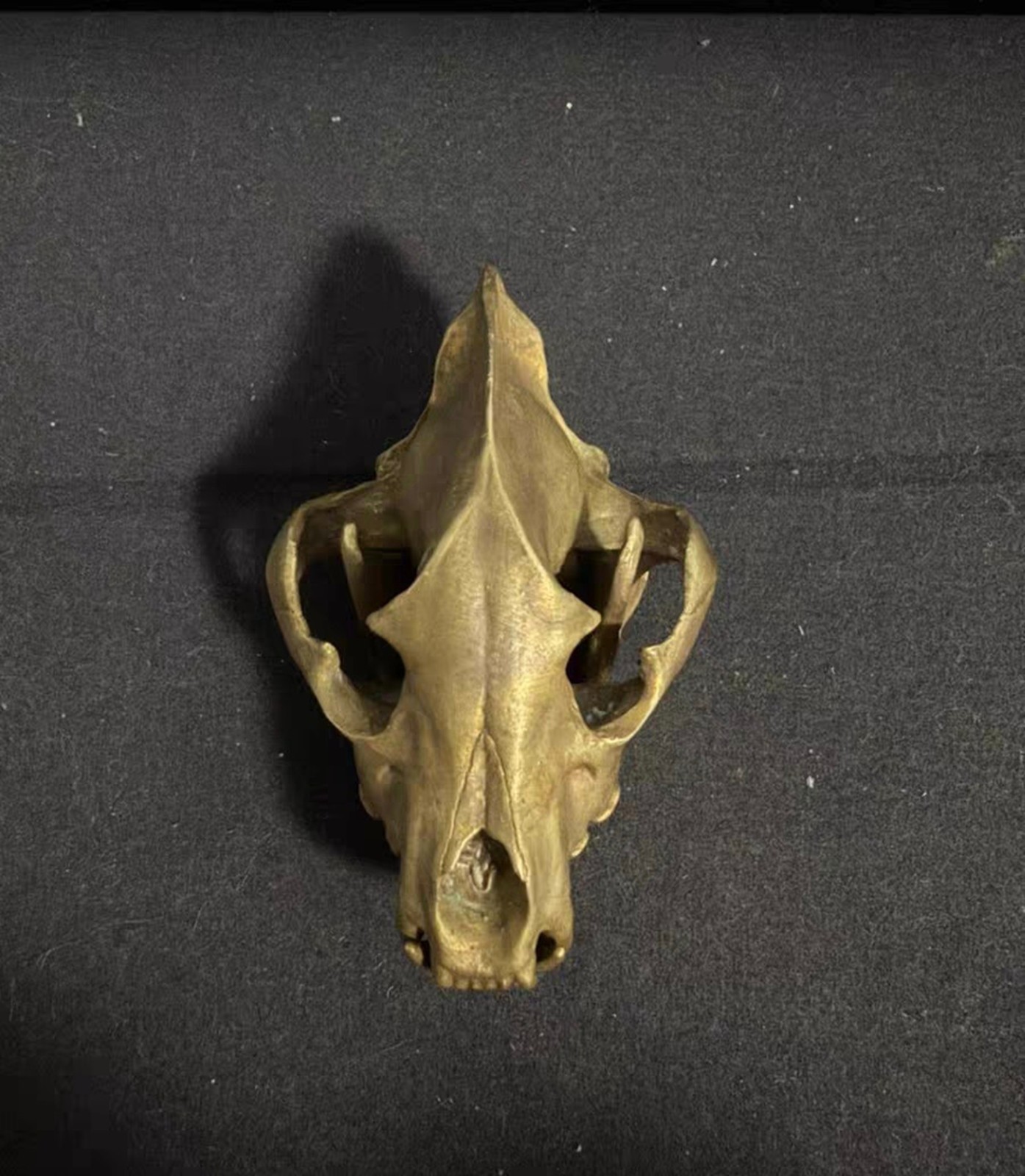 Bronze copper Spotted Hyena Canine dog Anatomy jaw vet Vet Model tooth mini