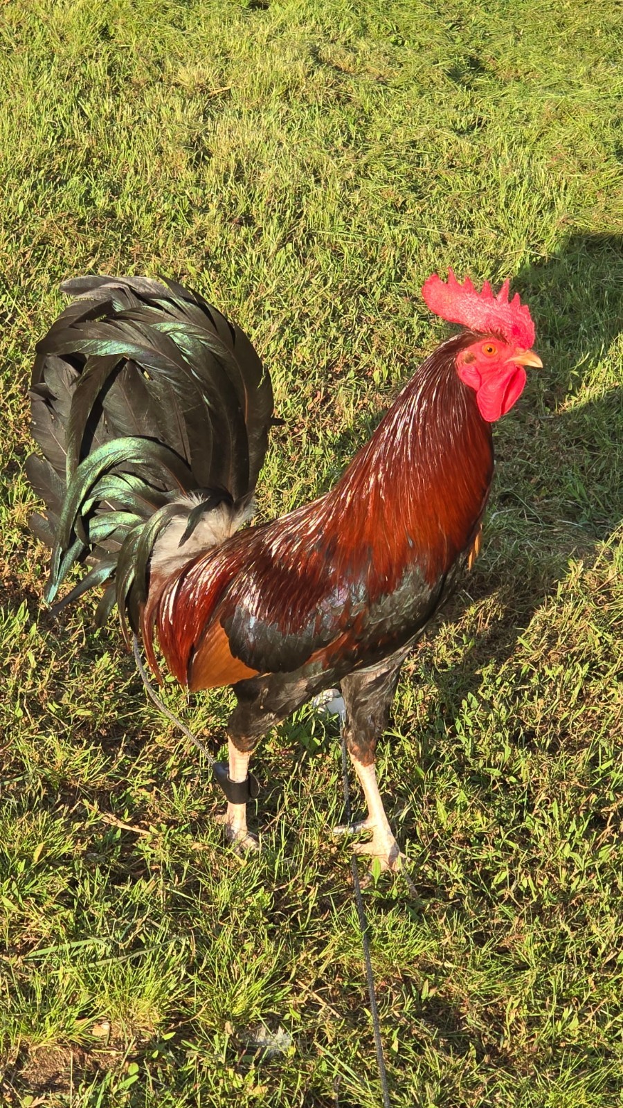 (Variety) 12+2  Chicken Hatching Eggs