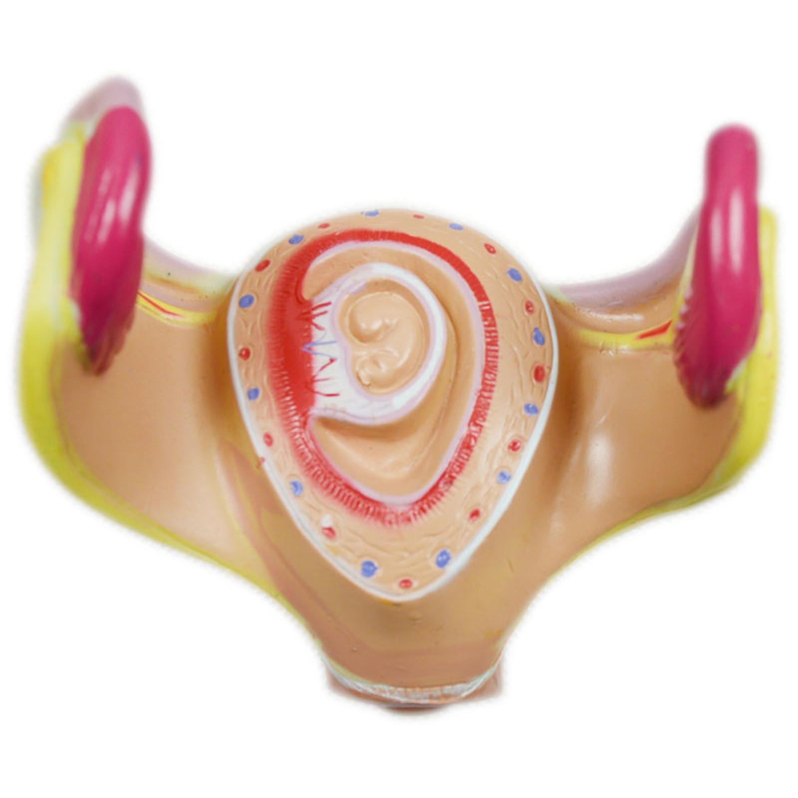 8 Pcs/set PVC Human Anatomical Embryonic Development Process Teaching Model