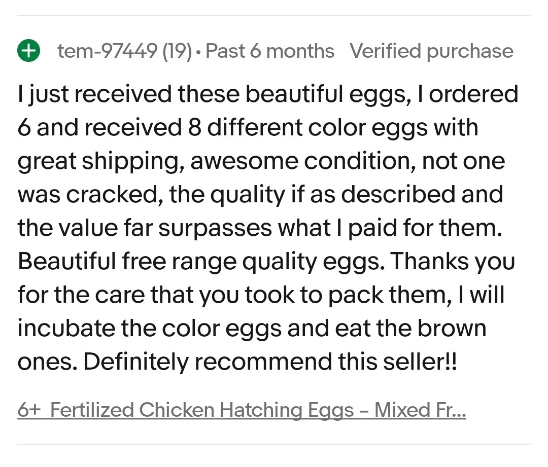 6+ Fertilized Blue & Olive Chicken Eggs