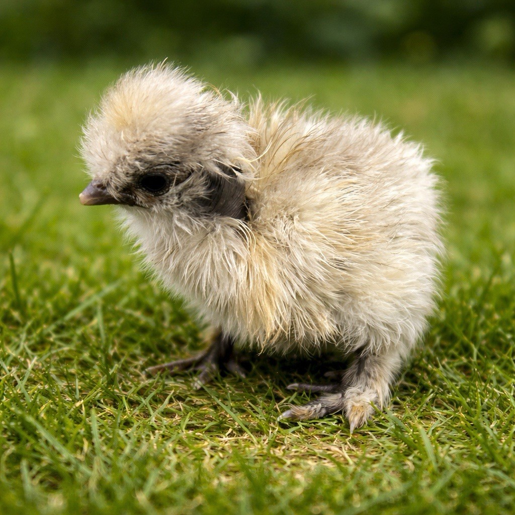 6+ Silkie Hatching Eggs - Fertile- NPIP