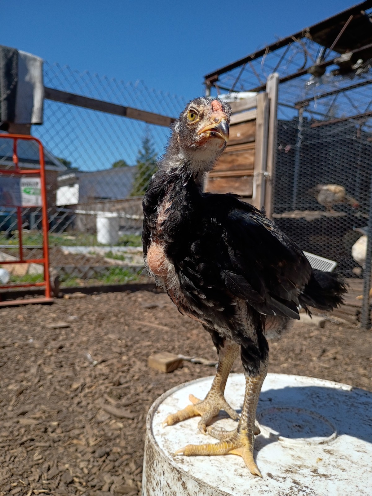 6 Rare Heritage Chicken Hatching Eggs –D0N- Gan0i-Cold Season Sale