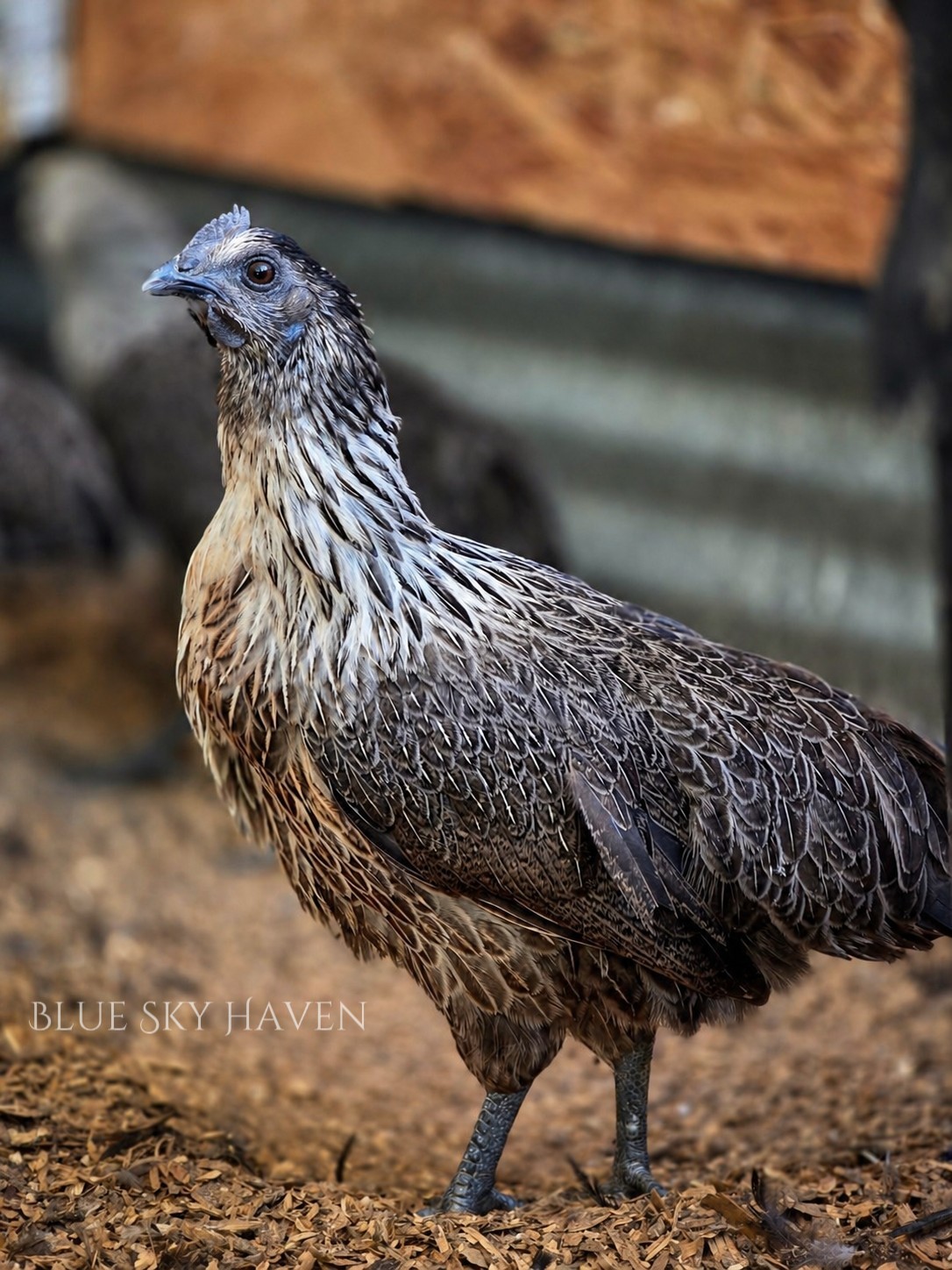 🔥RARE 12+ Hmong Hatching Eggs🔥 Original Laos Import - Pure Lines -