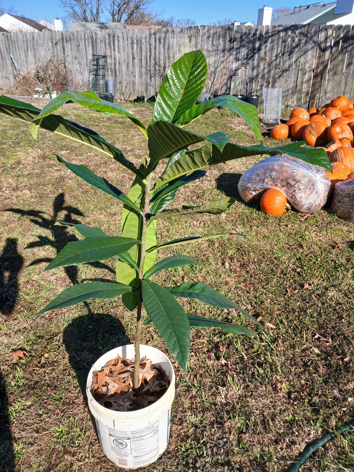 Big Jim Organic Loquat