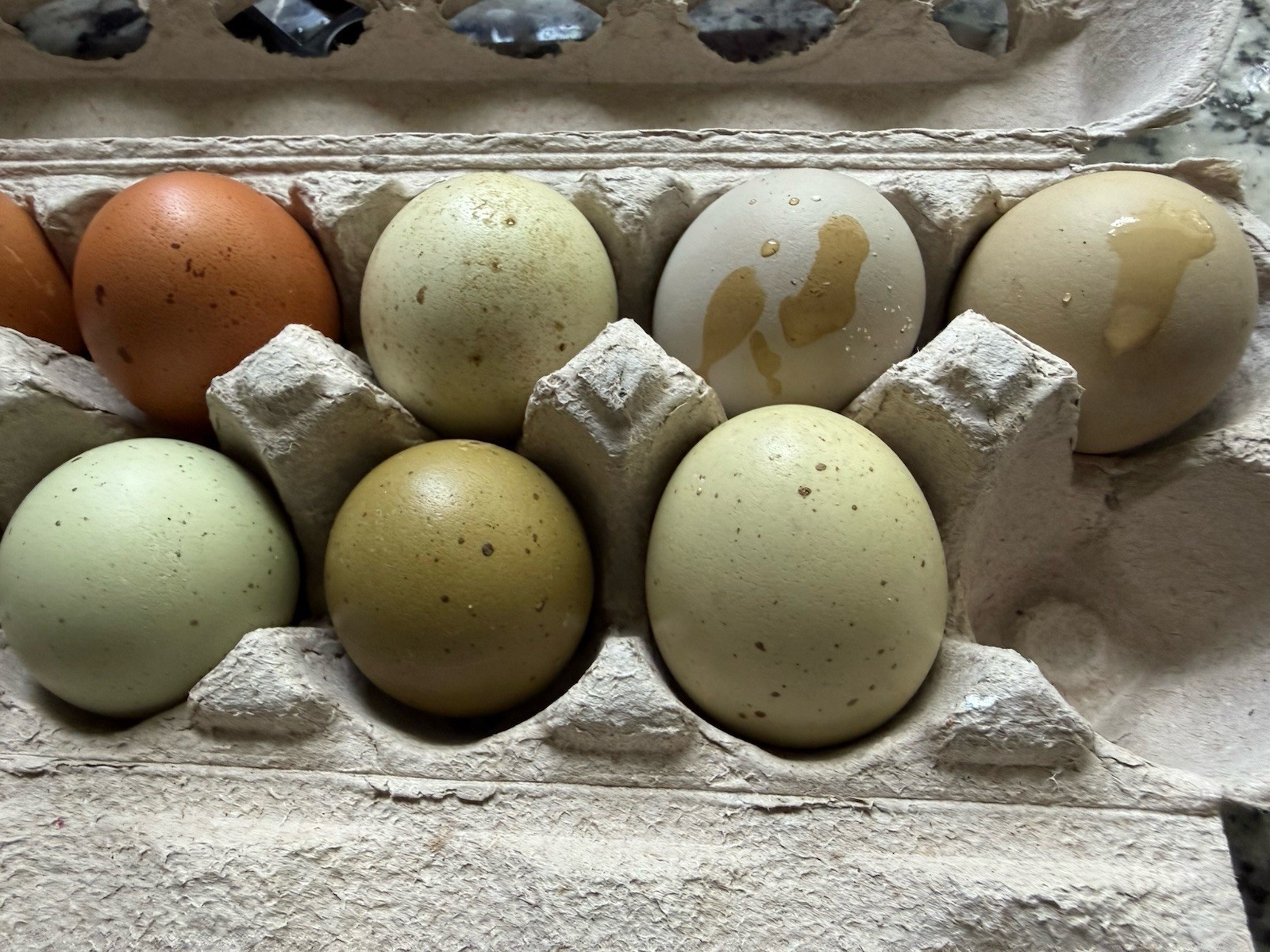 9+ 1 Fertile Hatching Eggs , Olive Egger, Heavy Speckled , F1 Or F2