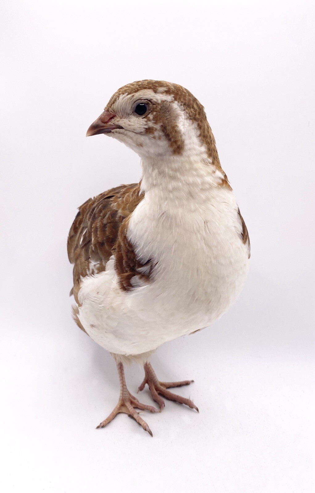 15+ Celadon Coturnix Quail Hatching Eggs - Standard Size
