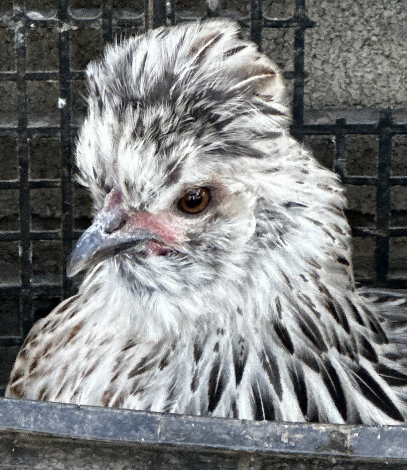 6+ Bantam Cochin Hatching Eggs, Calico, Frizzle, Splash