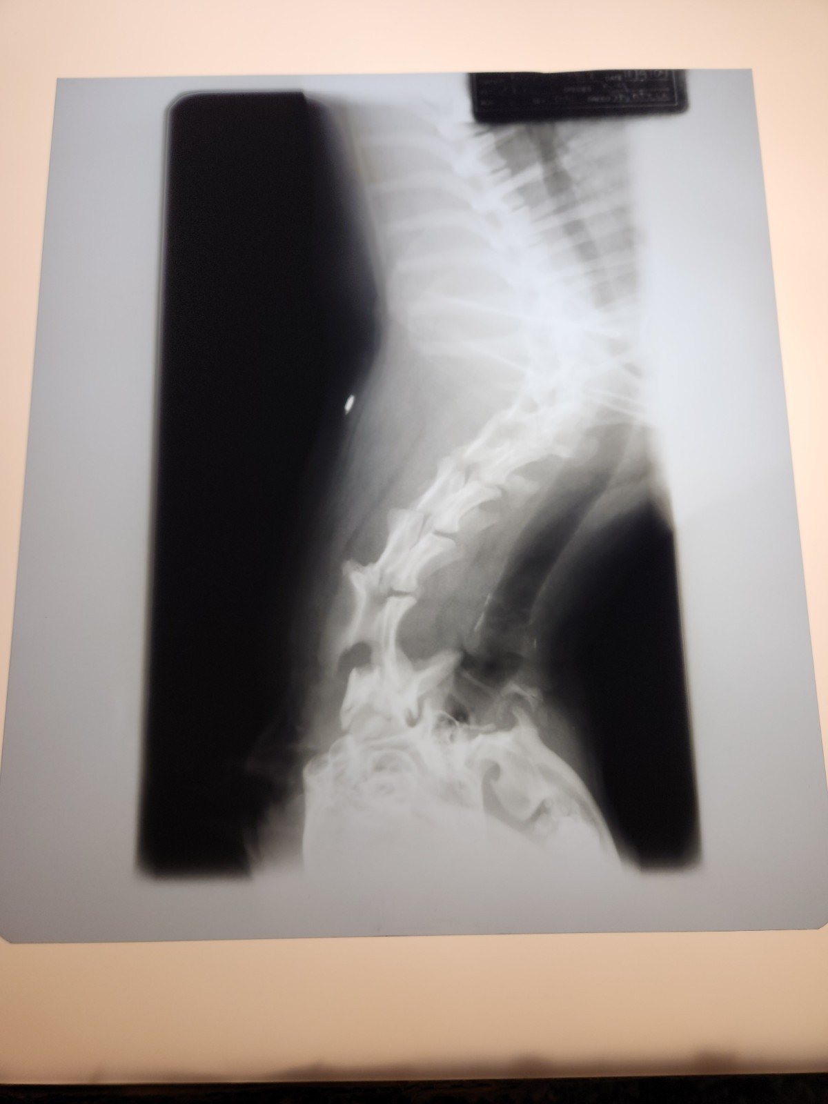 Animal X-Ray Film Negative Print - Canine Dog 9 7/8" x 11 1/2" XRay Medical A20