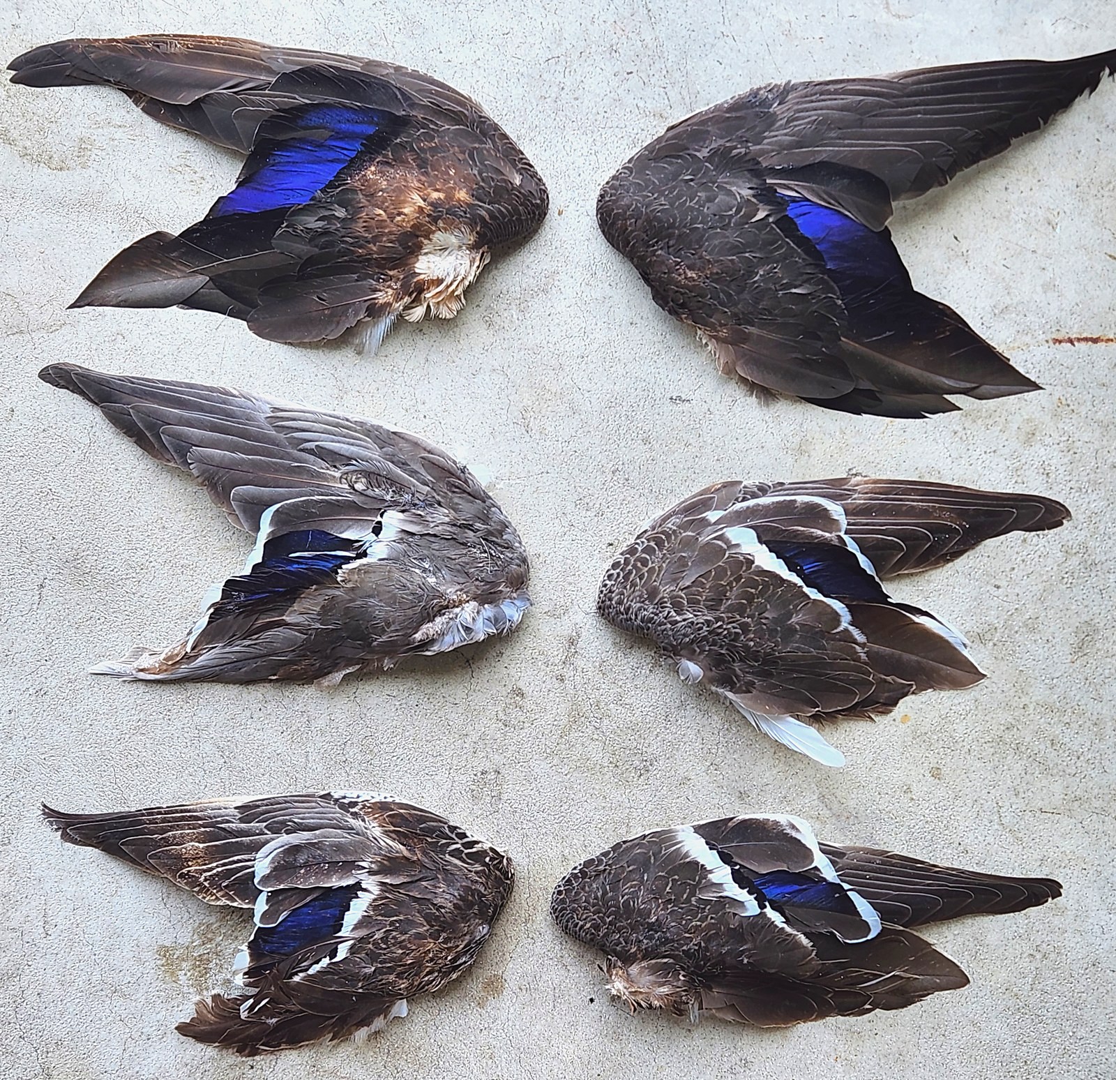 6 Duck Wings Pen Raised Pointing Retriever Hunting Bird Dog Waterfowl Training