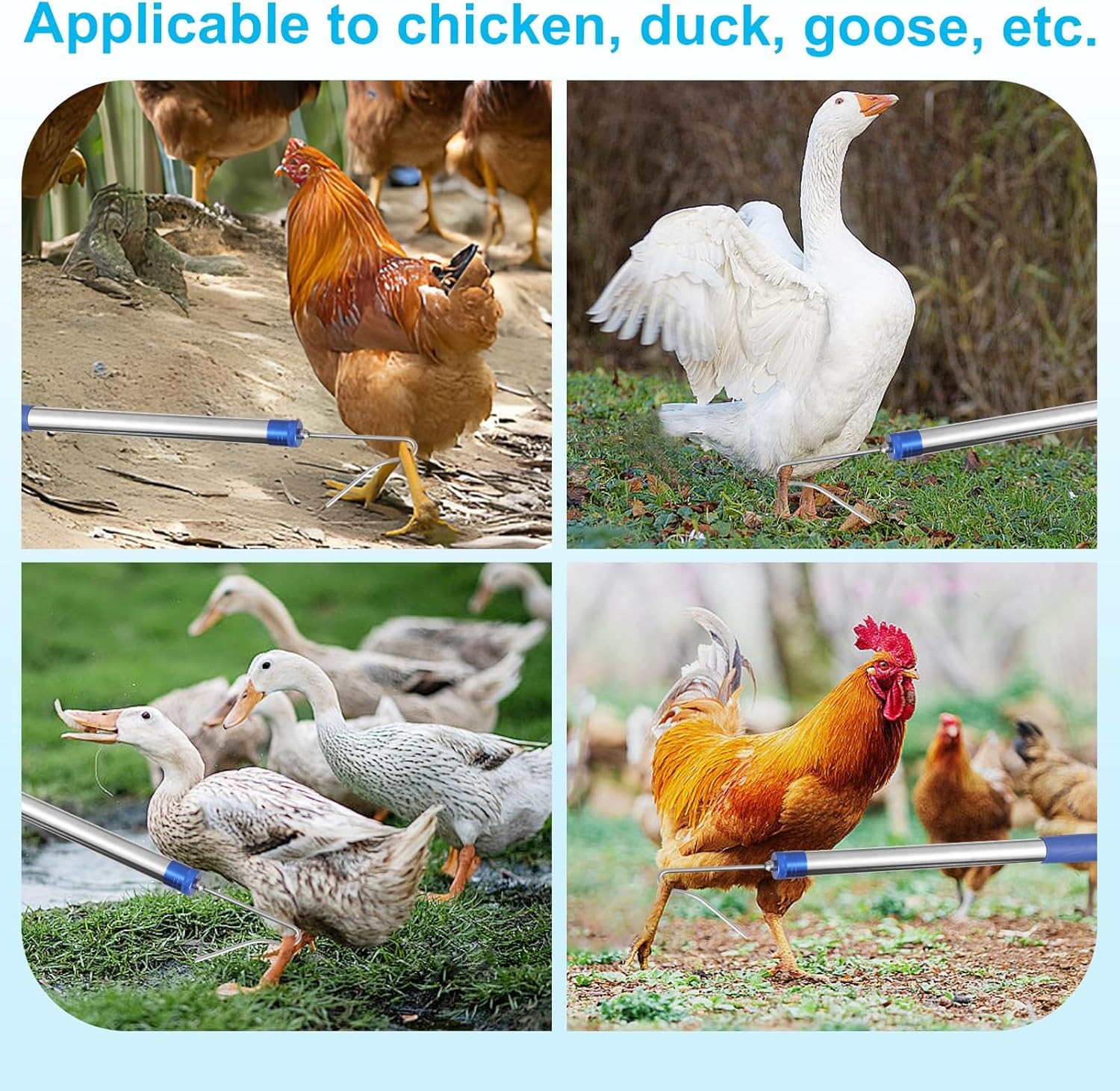 Chicken Catching Net Extendable from 33" to 75" Chicken Catcher Leg Hook | Anim