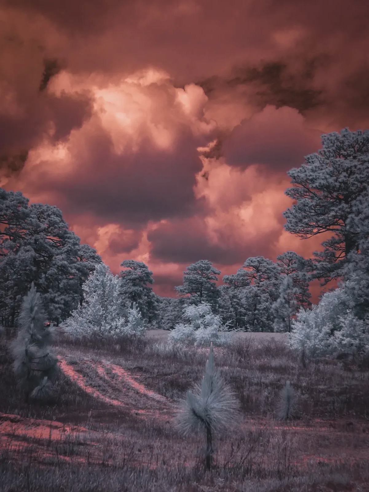 Infrared converted Camera Nikon D70 Full Spectrum