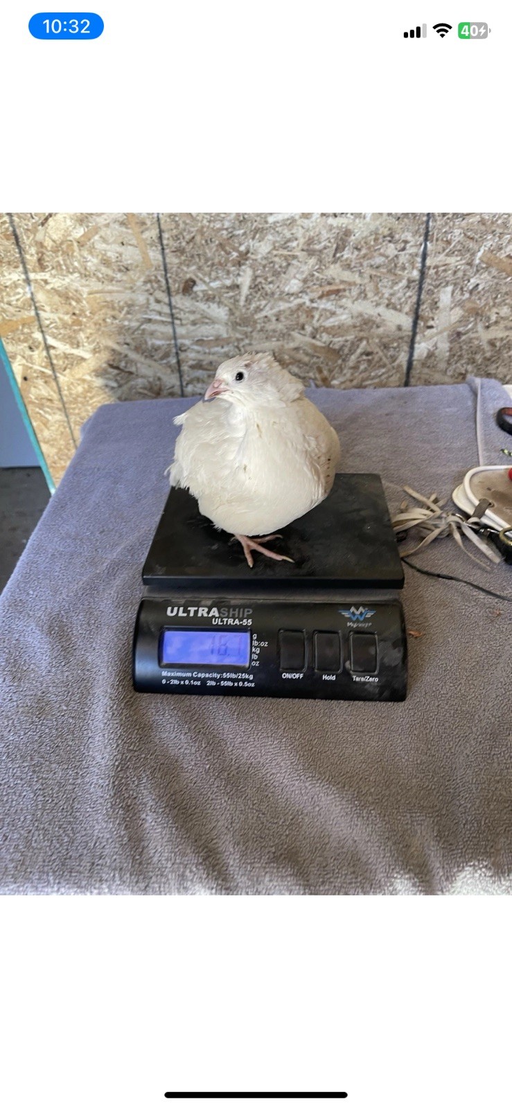 50 + Quail Jumbo XXL White Coturnix 10wks old laying eggs