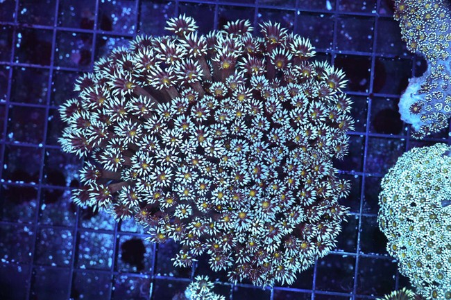Teal Goniopora Coral Colony WYSIWYG - SAQ Coral Farm