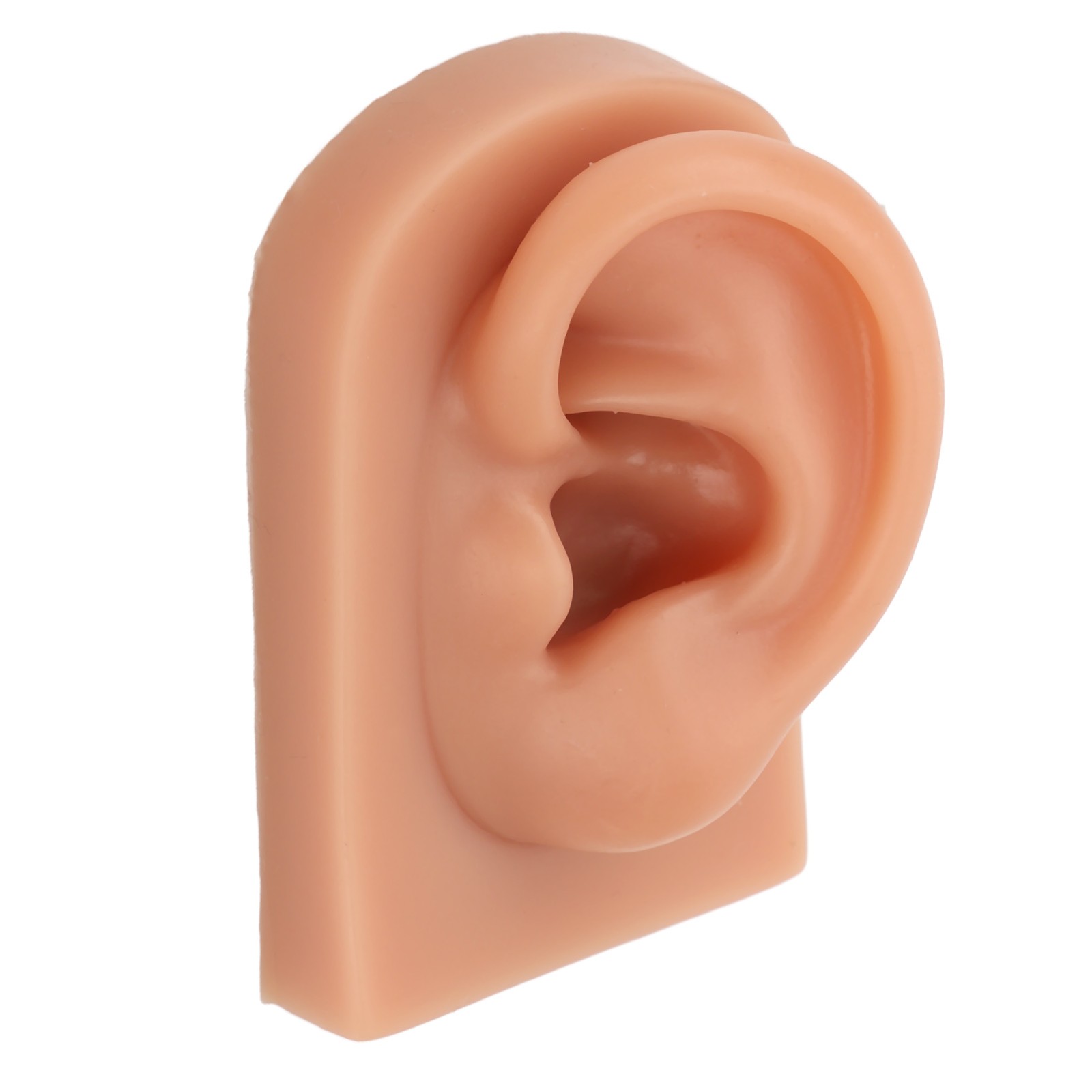 Professional Piercing Practice Ear Model For Earrings Display NEW↑