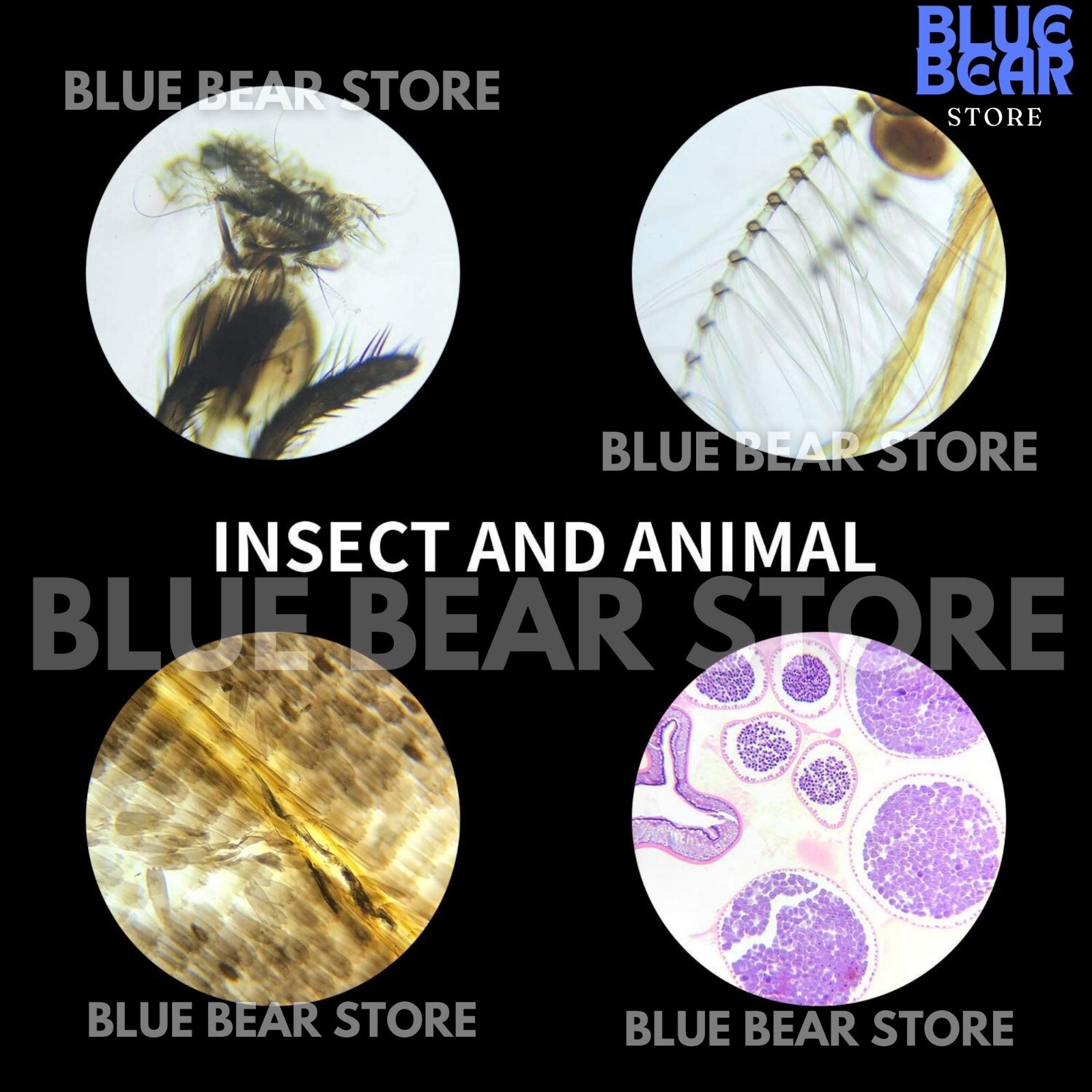 Prepared Microscope Slides Specimens Plant Insect Animal for Student Education