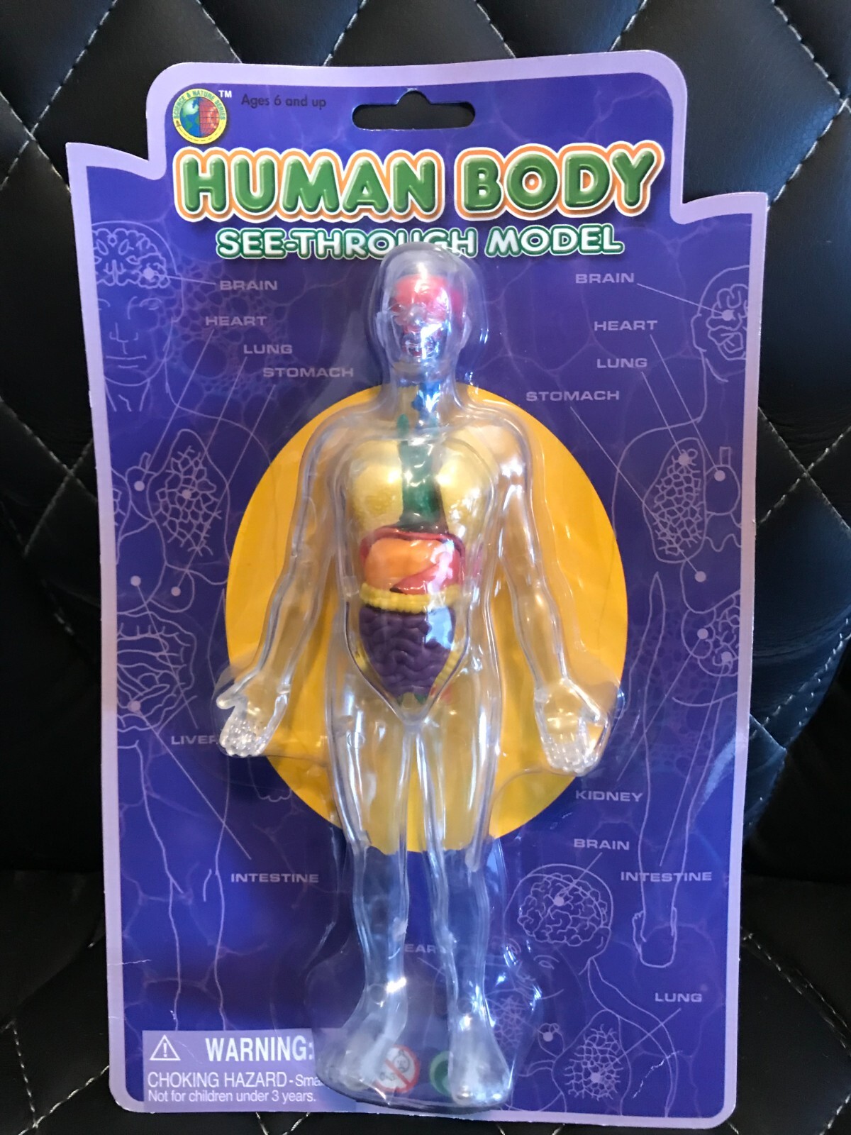 Human Body See Through Model Brain Heart Lungs Liver Stomach Kidney Anatomy