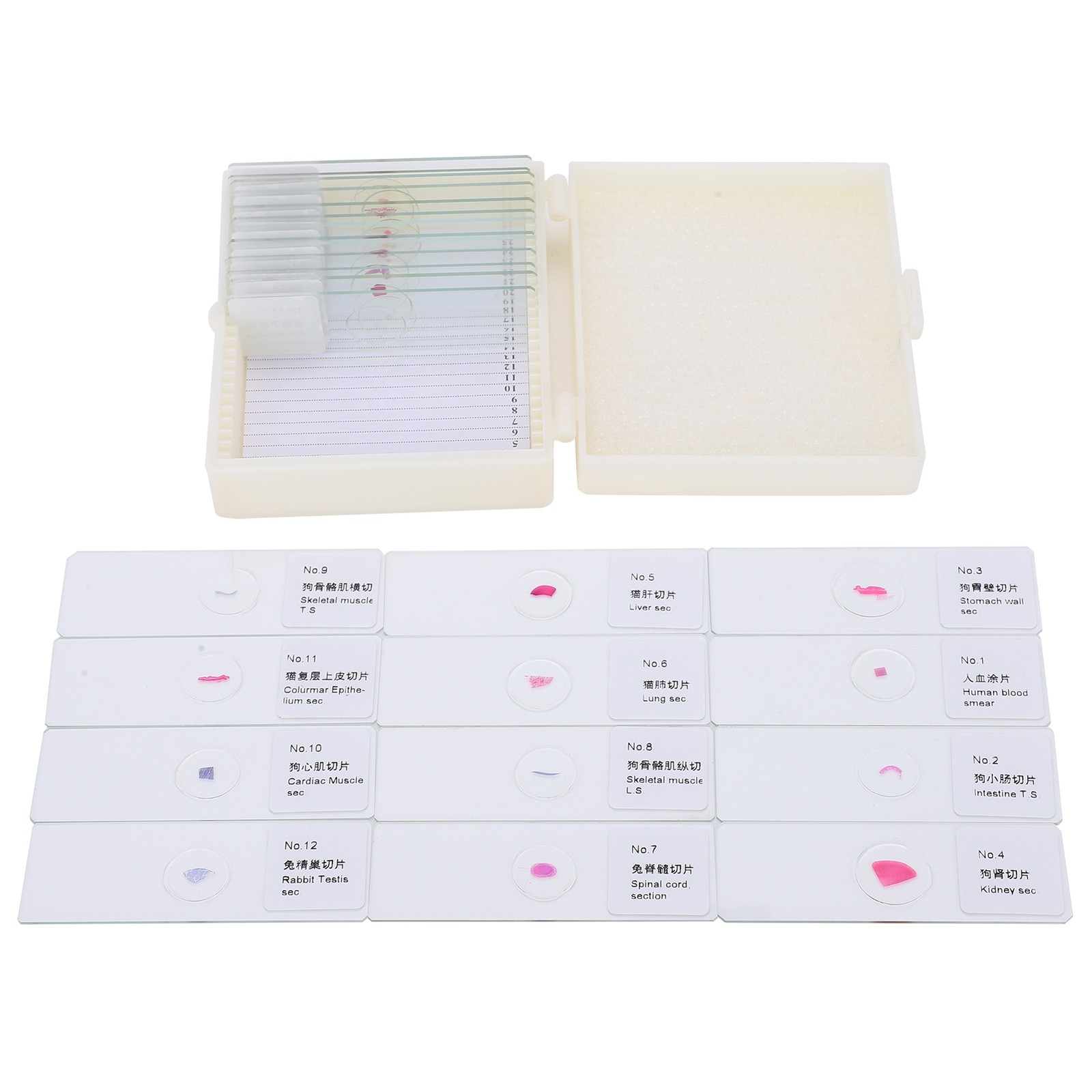 25Pcs Animal Slides Microscope Sample Slides For Science Education Popular