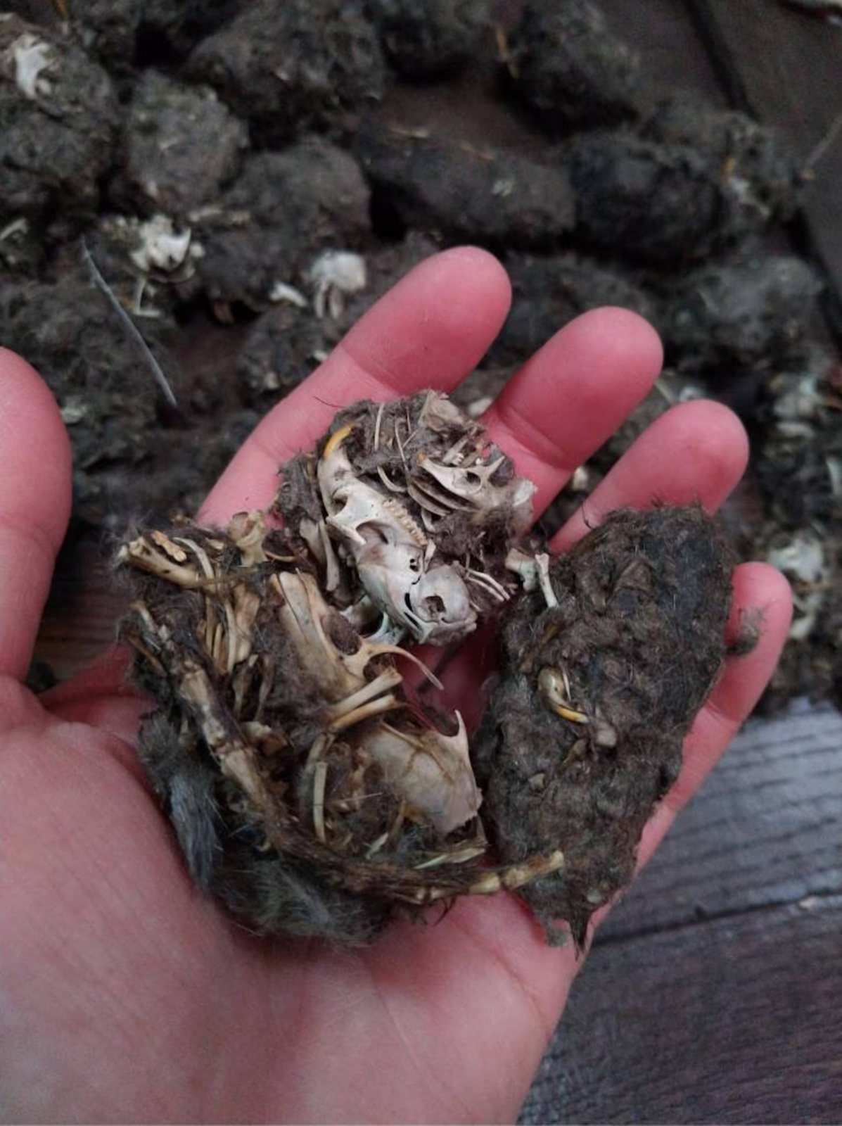 3 LARGE OWL PELLETS - Sterilized - Nature study - Classroom activity