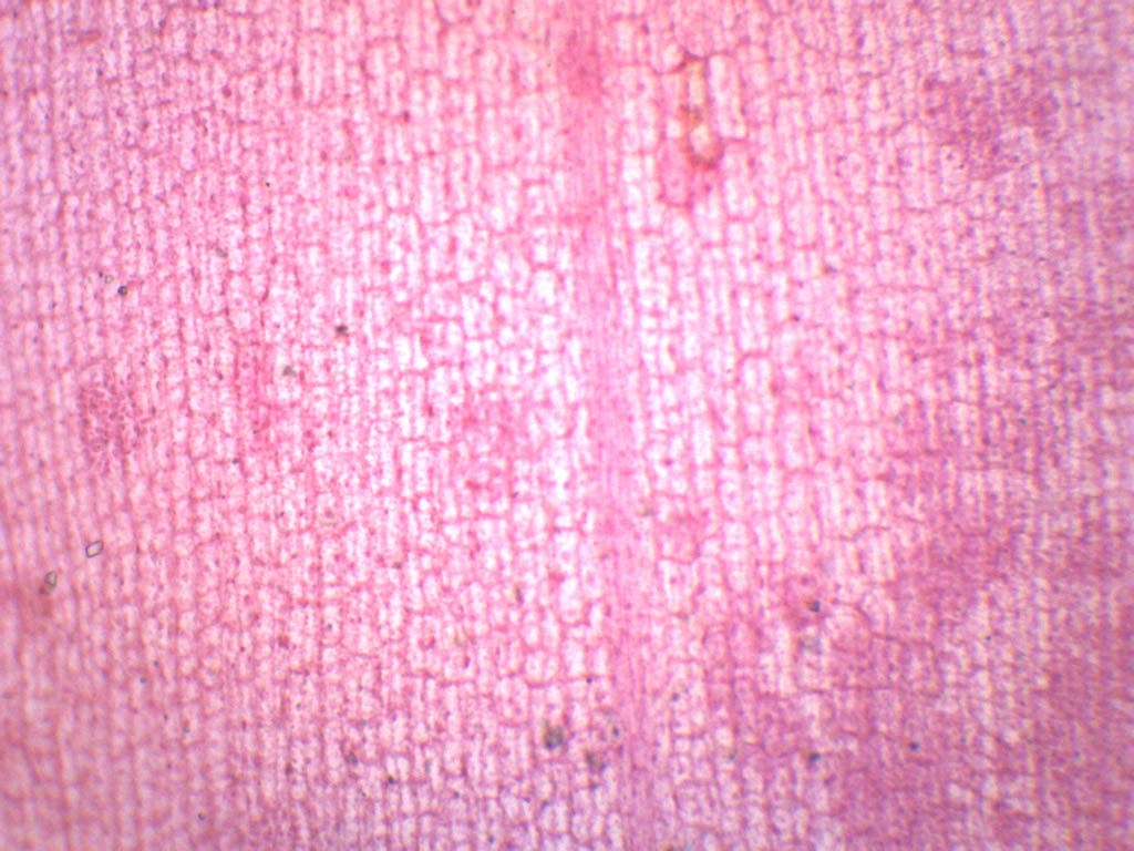 EISCO Elodea, Submerged Leaf - Prepared Microscope Slide Single Slide, Green